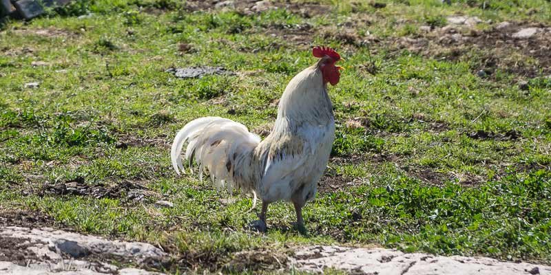 In out chicken road 2, chicken road 2 gioco